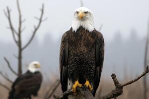 Majestic Bald Eagle in its Natural Habitat A Stunning Portrait of American Wildlife. This breathtaking image captures the power an photo