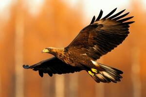 Majestic Golden Eagle in Flight A Stunning Wildlife Photography Soaring through the autumn sky, this powerful bird of prey showc photo