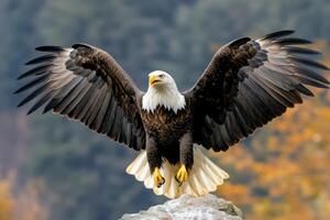 Majestic Bald Eagle Soaring A breathtaking wildlife photograph capturing the power and freedom of a bald eagle in its natural habi photo
