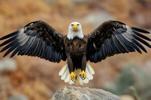 Majestic Bald Eagle in Flight A Stunning Wildlife Capture. Witness the power and freedom of this American icon as it soars through photo