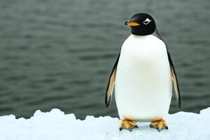 Magnificent Gentoo Penguin on Antarctic Ice A Stunning Wildlife Image photo