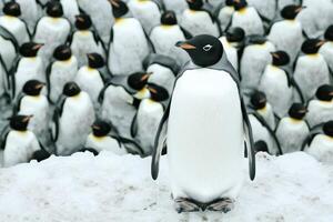 Magnificent Emperor Penguin Standing Out A Stunning Wildlife Scene in Antarctica. Witness the beauty of nature in this breathtaki photo