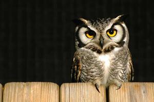 Majestic Owl Perched on Wooden Fence A Stunning Wildlife Image. Discover the captivating gaze and intricate details of this noctur photo