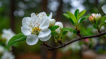 Focused flower with soft glow in wallpaper background photo