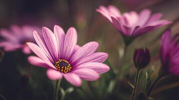 Macro flower image in garden setting photo