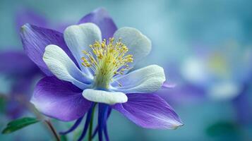 Nature bloom image in outdoor setting photo