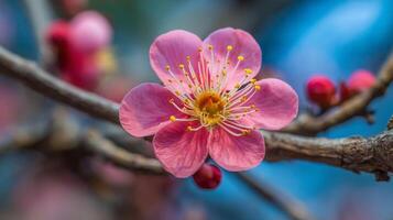 Ultra detailed macro wallpaper of flower on branch with bokeh photo