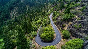 High resolution trail photo running through lush greenery