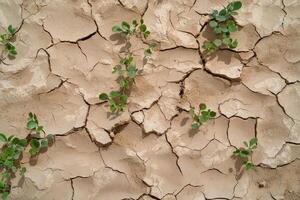 New sprouts on cracked earth, representing hope and resilience in arid conditions photo