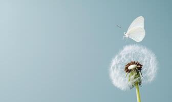Butterfly lands on white dandelion, nature, soft light, serenity, wallpaper photo