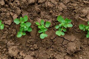 Young plants grow on cracked soil field, symbolizing growth in challenging times photo