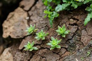 Tiny succulents growing on dry, cracked soil. Green plants visible in background photo