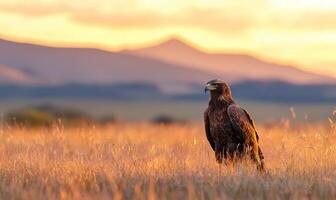 Majestic eagle portrait in golden field at dawn. Wildlife photography photo