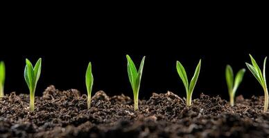 Saplings rise from soil, in rows, growth of life cycle, with black background photo