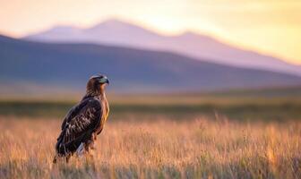 Golden Eagle Sitting In Grassland With Mountains Background For Wallpaper photo