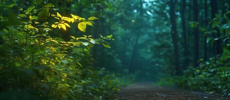 Sunlight filters through trees, illuminating a path in dense green woods photo