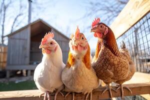 Three hens perched on coop railing in backyard photo