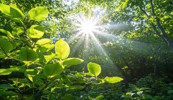 Sunbeams through fresh green leaves in forest, nature background photo