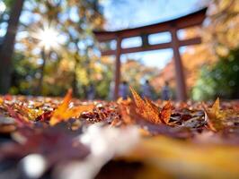 Fallen autumn leaves at Japanese shrine with sun starburst photo