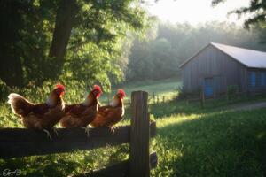 Three hens on fence at sunrise near barn on farm photo