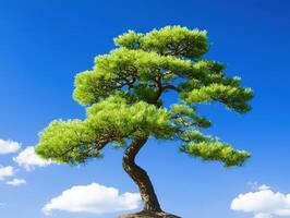 Lone pine tree against vibrant blue sky with fluffy clouds photo
