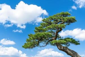 Majestic pine tree against a bright blue sky with fluffy white clouds photo