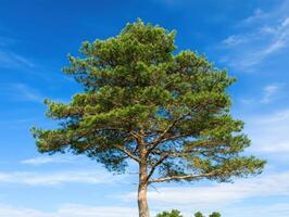 Lone pine tree against a clear blue sky, ideal for nature backgrounds photo