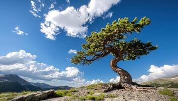 Twisted tree on mountain ridge under blue sky photo