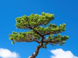 Lone pine tree against vibrant blue sky with light clouds photo