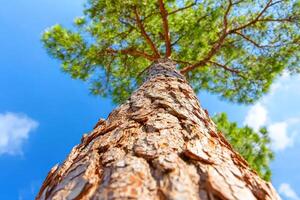 Tall pine tree against blue sky, low angle view for nature backgrounds photo