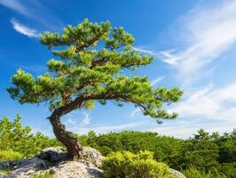 Lone pine tree on rocky cliff with forest, blue sky background photo