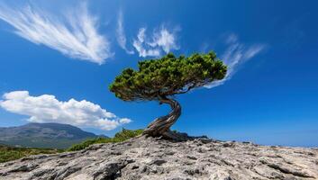 Gnarled tree on rocky coast with mountains, clouds, blue sky photo