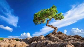 Lone tree on rocky cliff under blue sky photo