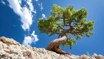 Gnarled tree clings to cliff edge under blue sky photo