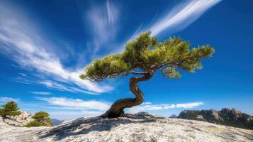 Lone twisted pine tree on mountaintop under dynamic sky photo