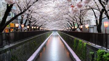 Cherry blossoms over urban canal in spring photo