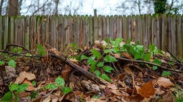 Backyard compost pile with green shoots and wooden fence photo