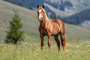 Chestnut horse standing in a mountain meadow with wildflowers photo