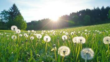 Dandelions in meadow blow seeds, sunlight behind trees for peaceful scene photo