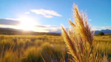 Pampas grass in field during sunset, mountains in background, tranquil scene photo