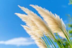 Pampas grass blowing, blue sky background, for ads or nature publications photo