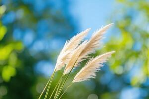 Pampas grass against blurred trees, blue sky. Use nature, art, advertising photo