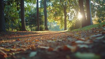 Autumn path Fallen leaves on trail, sun shining through trees, nature background photo