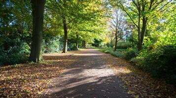 Fallen leaves on trail through park on sunny autumn day. Editorial use photo