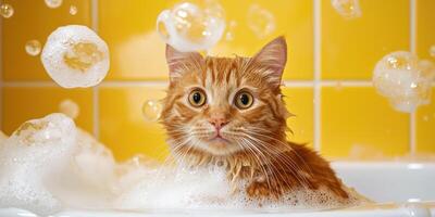 Bathing Cat in Tub with Bubbles near Yellow Tiles for clean pet ads photo