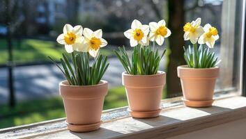 Daffodils in pots on windowsill, trees blurred outside. Home decor backdrop photo