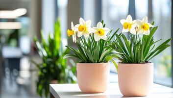 Daffodils in pots by window decorate office. Plants blur background. Spring decor photo