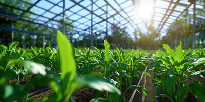 Seedlings grow in greenhouse, sunlight filters through the frame structure photo