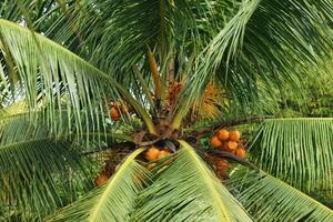 Close view of orange coconut tree seedlings in Tasikmalaya photo