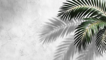 Light and shadow leaves palm leaf on grunge white wall concrete for wallpaper backdrop photo